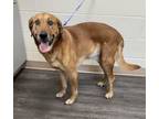 Adopt Kobe a Labrador Retriever