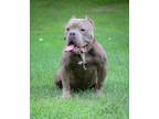 Adopt Mr Snuffulufugus a Pit Bull Terrier, American Staffordshire Terrier
