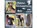 Adopt Twister a Catahoula Leopard Dog, Terrier