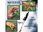 Adopt Maverick a Black Mouth Cur, Rhodesian Ridgeback