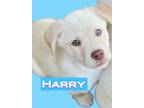 Adopt Harry a Belgian Shepherd / Sheepdog, Husky