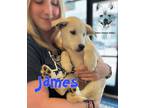 Adopt James a Belgian Shepherd / Sheepdog, Husky