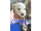 Adopt James a Belgian Shepherd / Sheepdog, Husky