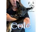 Adopt Cole a Belgian Shepherd / Sheepdog, Husky