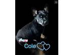 Adopt Cole a Belgian Shepherd / Sheepdog, Husky