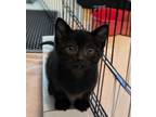 Adopt CA Wildflowers - Baby Blue Eyes a Domestic Short Hair