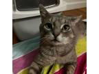 Adopt Pieper a Domestic Short Hair