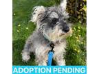 Adopt Stanley a Schnauzer, Mixed Breed