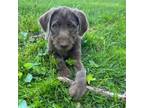 Adopt Froggy a Weimaraner