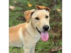 Adopt Kenny a Yellow Labrador Retriever, Shar-Pei