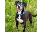 Adopt Bronco a Black Labrador Retriever, Mixed Breed