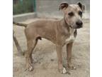Adopt GIO a American Staffordshire Terrier