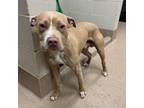 Adopt [phone removed] "Carlito" a Pit Bull Terrier