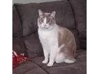 Adopt Lemon a Domestic Short Hair, Siamese