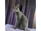 Adopt Moon a Domestic Short Hair, Russian Blue