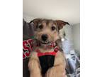 Adopt Chester a Terrier