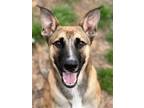 Adopt Bliss a Black Mouth Cur