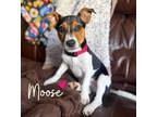 Adopt Moose a Mixed Breed