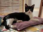 Adopt Ross a Domestic Short Hair