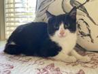 Adopt Ross a Domestic Short Hair