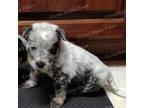 Australian Cattle Dog Puppy for sale in Wingate, NC, USA