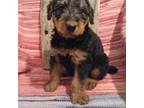 Airedale Terrier Puppy for sale in Marlow, OK, USA