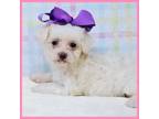 Maltipoo Puppy for sale in Austin, TX, USA