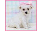 Maltipoo Puppy for sale in Austin, TX, USA