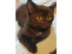 Adopt Black DSH (Macungie Crew) a Domestic Short Hair