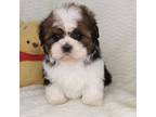 Shih Tzu Puppy for sale in Littlerock, CA, USA