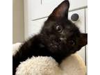 Adopt Chief a Domestic Short Hair