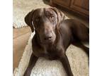 Adopt Bodie a Chocolate Labrador Retriever