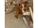 Adopt Diesel a Mixed Breed