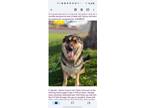 Adopt Harper a German Shepherd Dog, Siberian Husky