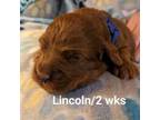 Mutt Puppy for sale in Boardman, OH, USA