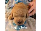 Mutt Puppy for sale in Boardman, OH, USA