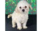 Cavapoo Puppy for sale in Houston, TX, USA