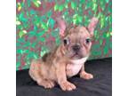 French Bulldog Puppy for sale in Houston, TX, USA