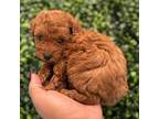 Poodle (Toy) Puppy for sale in Lehigh Acres, FL, USA