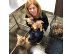 Experienced Pet Sitter in Vaughan, Ontario - Trustworthy Care at $20/hr