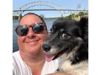 Experienced & Reliable Pet Sitter in Buzzards Bay, MA $25/hr