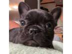 French Bulldog Puppy for sale in Pensacola, FL, USA