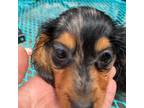 Dachshund Puppy for sale in Lucedale, MS, USA