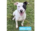 Adopt Miller #BAC-A-654 a Pit Bull Terrier