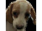 Dachshund Puppy for sale in Gibsonton, FL, USA