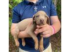 Doberman Pinscher Puppy for sale in Ocean Springs, MS, USA