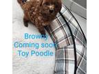 Poodle (Toy) Puppy for sale in Avondale, AZ, USA