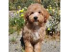 Soft Coated Wheaten Terrier Puppy for sale in Los Angeles, CA, USA