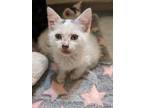 Adopt Sven a Domestic Short Hair