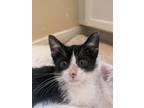 Adopt Olaf a Domestic Short Hair